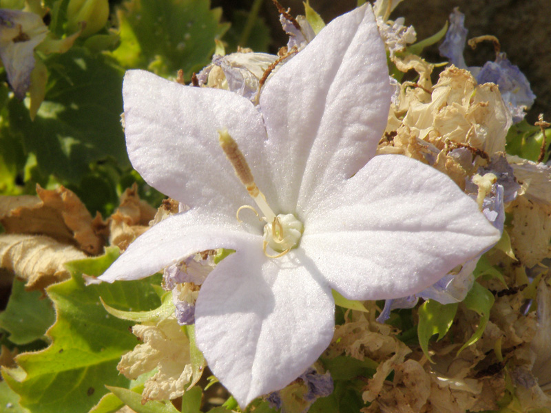 Campanula isophylla / Campanula di Capo Noli